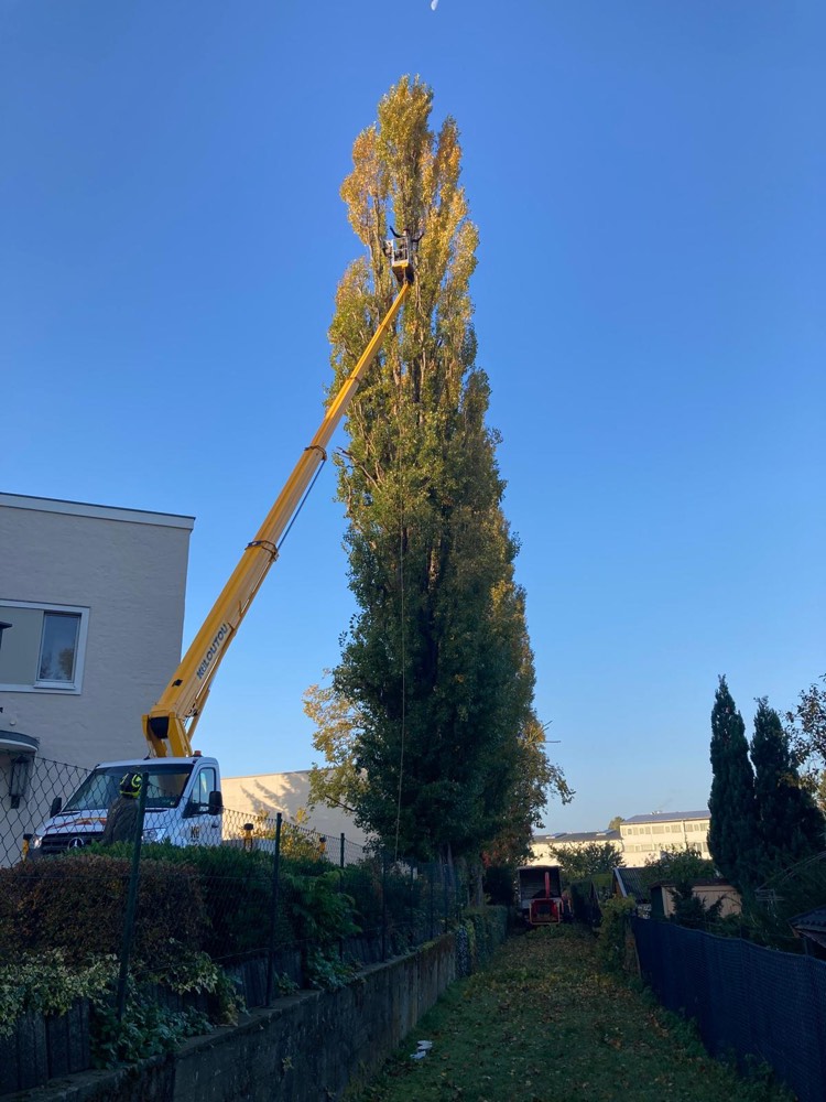 Hubsteiger im Einsatz an einer hohen Pappel