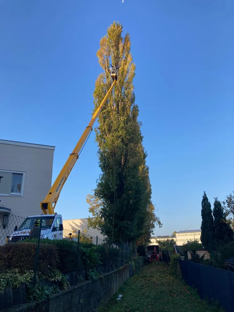 Hubsteiger im Einsatz an einer hohen Pappel