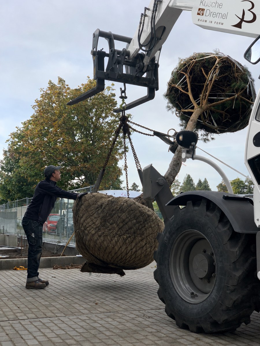 Teleskoplader von Kusche & Dremel hebt einen Großbaum mit Wurzelballen zur Verpflanzung